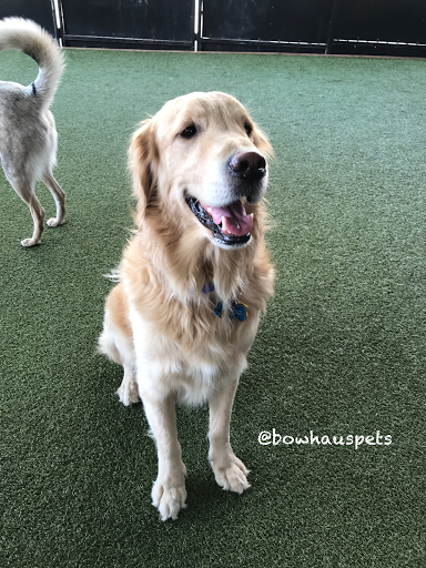 Dog Day Care Center «The Bowhaus Pet Company», reviews and photos, 2472 E Colorado Blvd, Pasadena, CA 91107, USA