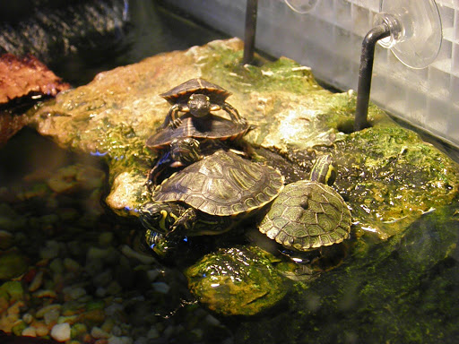 Pet Store «Moby Dick Pet Store Inc», reviews and photos, 3700 Sashabaw Rd, Waterford Twp, MI 48329, USA