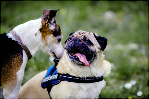 Dog Park «Mt. Airy Dog Park», reviews and photos, 3006 Westwood Northern Blvd, Cincinnati, OH 45211, USA