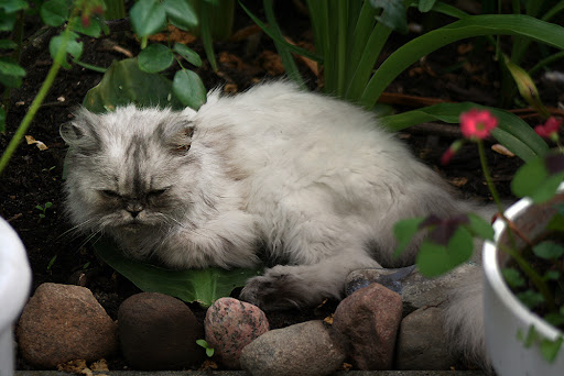 Tierarztpraxis Antje Sonntag unter Trebbin, Brandenburg