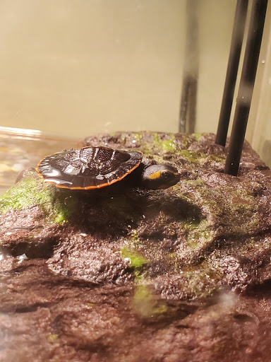 Pet Store «Inland Reef Pet Store», reviews and photos, 817 Cross Lanes Dr, Cross Lanes, WV 25313, USA