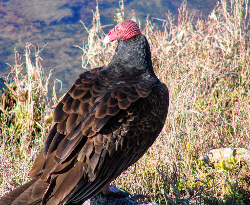 Bird watching area Costa Mesa