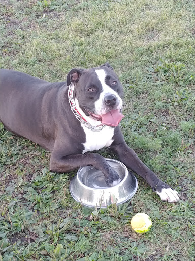 Pet Supply Store «Total Dog Company», reviews and photos, 9432 36th Ave N, New Hope, MN 55427, USA