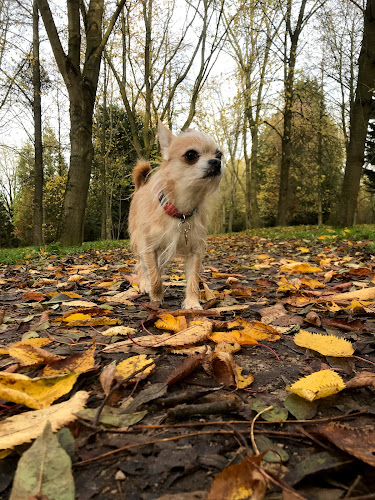 Canine Adventures Dog Walking - Milton Keynes