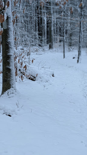 Park «Garfield Park», reviews and photos, Garfield St, Lexington, MA 02421, USA