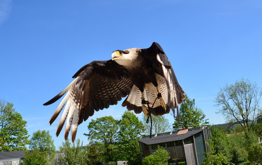 Falknerei Greifvogelpark