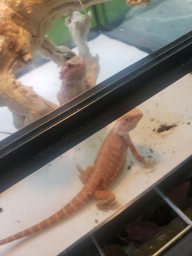 Reptile Store «Reptile Pets Direct», reviews and photos, 8088 Pat Booker Rd, Live Oak, TX 78233, USA