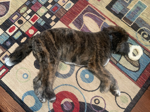 Pet Groomer «Hair Of The Dog», reviews and photos, 10850 W Laraway Rd STE 3E, Frankfort, IL 60423, USA