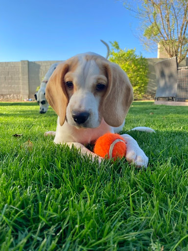 Pet Store «Animal Kingdom», reviews and photos, 5000 S Arizona Mills Cir, Tempe, AZ 85282, USA