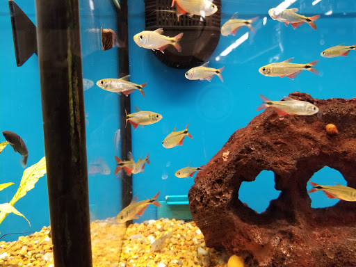 Pet Supply Store «Petco Animal Supplies», reviews and photos, 22000 Dulles Retail Plaza #110, Sterling, VA 20166, USA