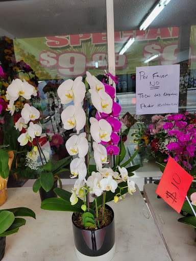 Florist «Avalon Flowers», reviews and photos, 1257 N Avalon Blvd, Wilmington, CA 90744, USA