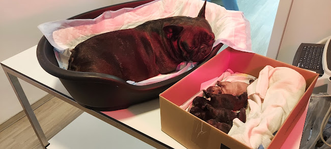 Balatonfüred, Ady Endre u. 24, 8230