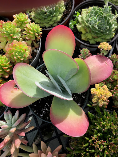 Garden Center «International Garden and Floral Design Center», reviews and photos, 155 N Sepulveda Blvd, El Segundo, CA 90245, USA