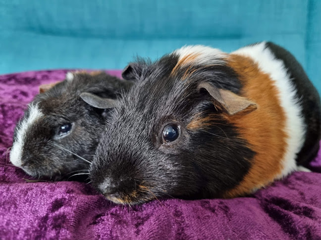 Reviews of Avalon Guinea Pig Rescue in Nottingham - Veterinarian