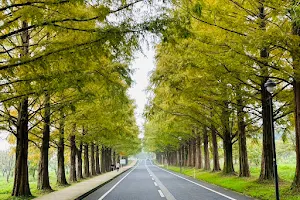 Dawn-redwood tree-lined road.North entrance. image