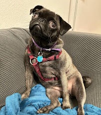 Dallas Dog Sitter - Photo 6 - Car repair in , Carrollton