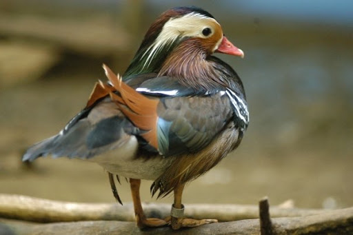 Zoo «Mesker Park Zoo», reviews and photos, 1545 Mesker Park Dr, Evansville, IN 47720, USA