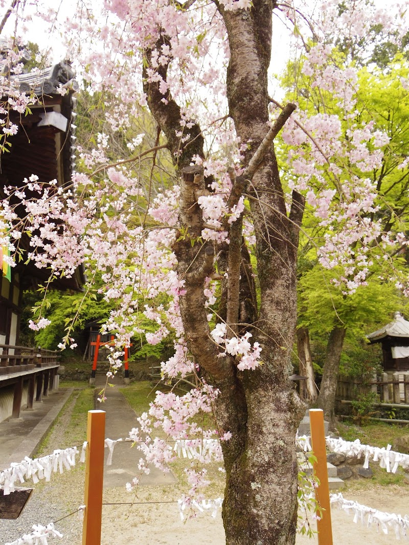 宝積寺 縁結びの桜