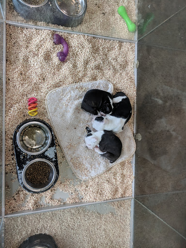 Pet Store «Critter Cabana - Wilsonville», reviews and photos, 8406 SW Main St #200, Wilsonville, OR 97070, USA