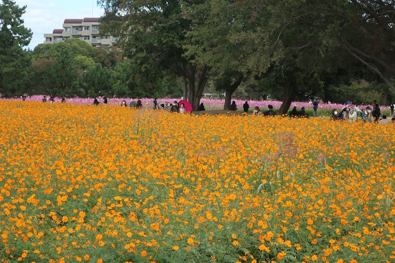 武庫川髭の渡しコスモス園