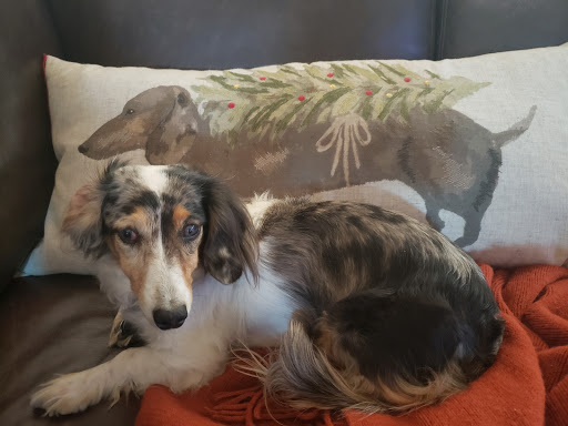 Pet Supply Store «Petco Animal Supplies», reviews and photos, 430 N Euclid St, Anaheim, CA 92801, USA