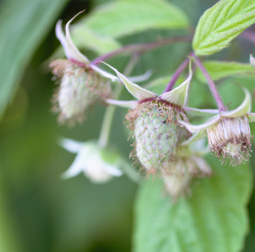 Produce Market «B&P Hitz Fruit Farm (Apples N Produce)», reviews and photos, 14070 Wilco Hwy NE, Woodburn, OR 97071, USA