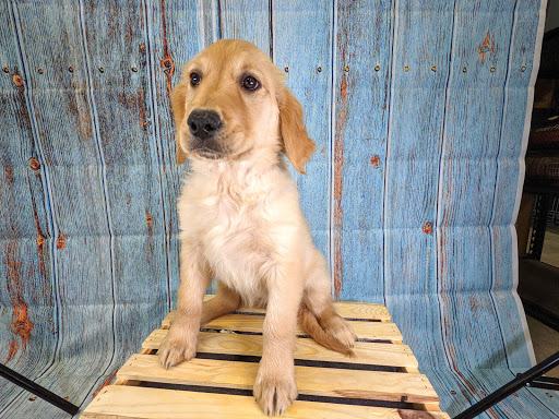 Pet Supply Store «Safari Stans Pet Center», reviews and photos, 142 Amity Rd, New Haven, CT 06515, USA