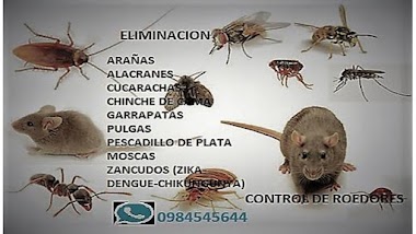 Especialista En Control De Plagas Santa Cucaracha