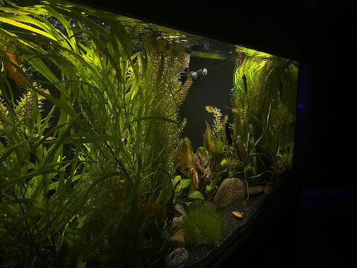 Premier Life Aquariums