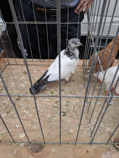 Pest Control Service «Moyer Indoor | Outdoor», reviews and photos, 113 E Reliance Rd, Souderton, PA 18964, USA