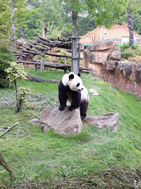 Enclos extérieurs des Pandas géants du Restaurant Le Tropical à Saint-Aignan - n°4