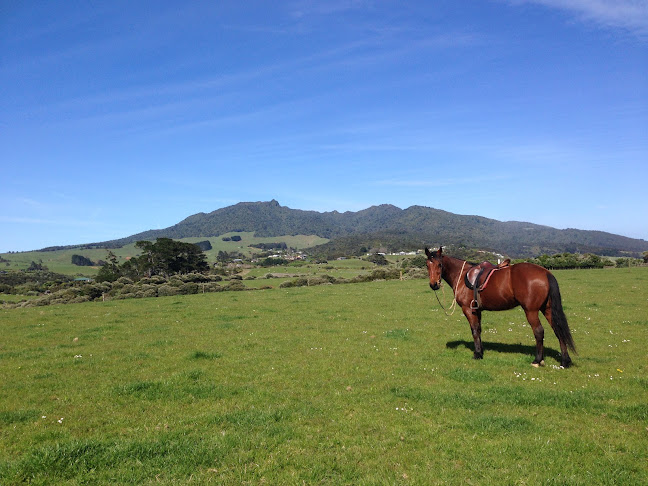 Comments and reviews of Te Ara Kakariki - Raglan Horse Riding, Walking and Mountain Bike Trail