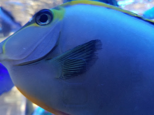 Tropical Fish Store «Pure Reef», reviews and photos, 12900 GA-9, Alpharetta, GA 30004, USA