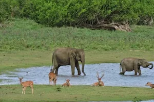 Udawalawe National Park Safari (Isuru Guide Tours) image