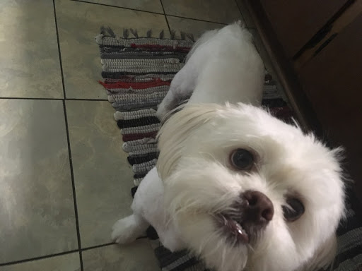 Pet Supply Store «Pet Supplies Plus», reviews and photos, 6101 Stellhorn Rd, Fort Wayne, IN 46815, USA