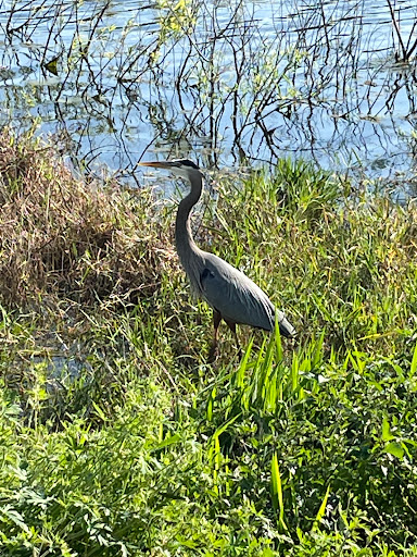 Golf Course «Forest Lake Golf Club», reviews and photos, 10521 Clarcona Ocoee Road, Apopka, FL 32703, USA