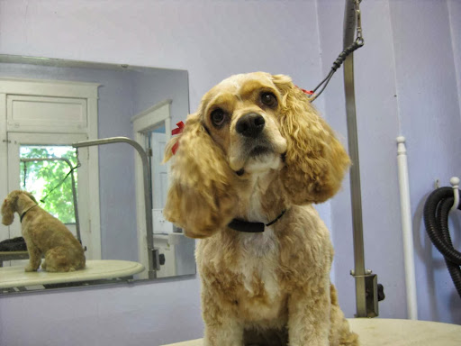 Pet Groomer «Paw Prints Pet Salon», reviews and photos, 725 W Market St, Orwigsburg, PA 17961, USA