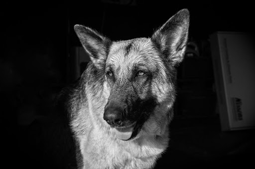 Auto Repair Shop «Car Tender», reviews and photos, 1706 12th Ave, Seattle, WA 98122, USA