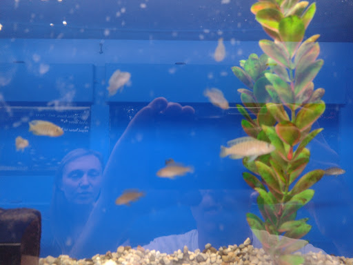 Tropical Fish Store «Aquatic Treasures/Bruces Pond Shop», reviews and photos, 20708 Gudith Rd, Brownstown Charter Twp, MI 48183, USA