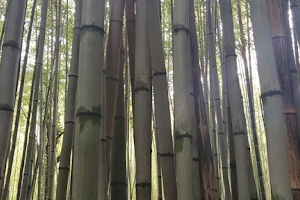 Les Bambous du Mandarin image