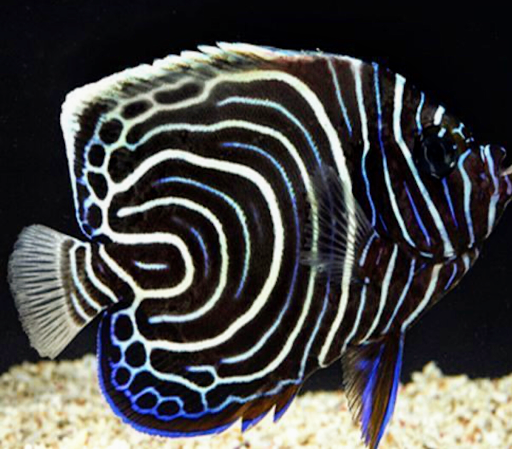 Aquarium «Neptunes Aquariums», reviews and photos, 5329 W 20th Ave, Hialeah, FL 33012, USA