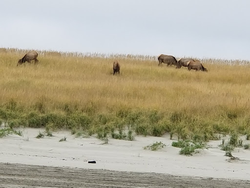 Golf Club «Gearhart Golf Links», reviews and photos, 1157 N Marion Ave, Gearhart, OR 97138, USA