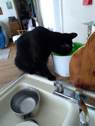 Home Goods Store «Dollar General», reviews and photos, 2649 Main St, Whitney Point, NY 13862, USA