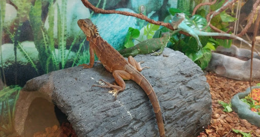 Pet Supply Store «Petco Animal Supplies», reviews and photos, 911 N Stratford Rd c, Moses Lake, WA 98837, USA