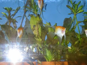 Contemporary Aquarium & Design - photo 19