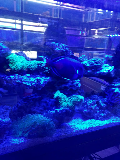 Aquarium «1st Class Aquarium», reviews and photos, 1167 Bay St, Staten Island, NY 10305, USA