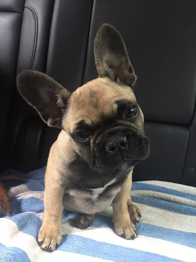 Pet Supply Store «Cheshire Cat & Dog Too», reviews and photos, 1320 Waterbury Rd, Cheshire, CT 06410, USA