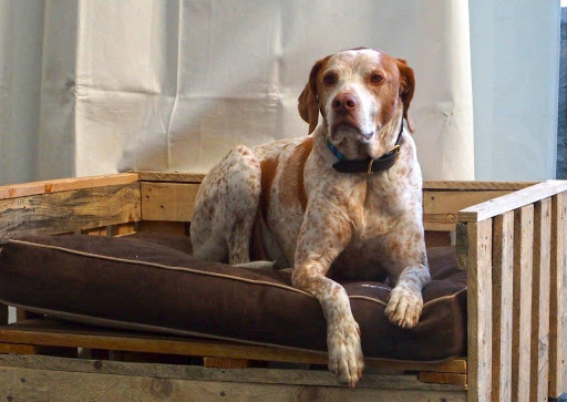 Clínica Veterinaria Robión en Madrid