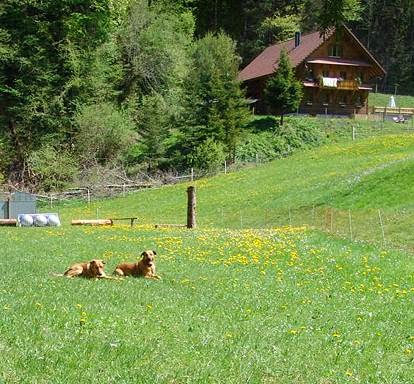 natural dog Management hundeschule luzern - Sarnen