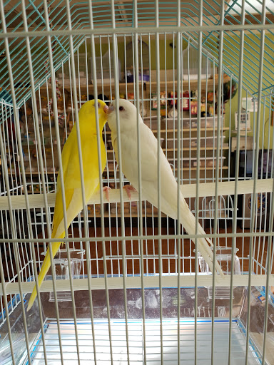 Pet Store «Louis Birds Pets & Supplies», reviews and photos, 80 Keyes St, San Jose, CA 95122, USA